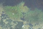 PICTURES/Oregon Coast Road - Cape Perpetua/t_Sea anemone green _1.JPG